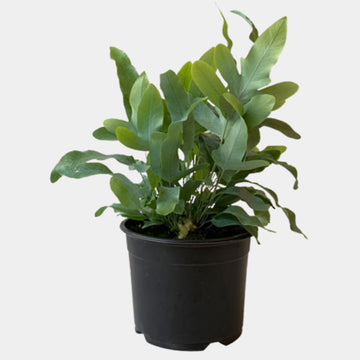 Plants Phlebodium Blue Star Fern