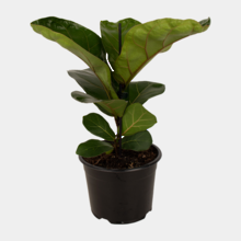 Plants Fiscus Lyrata Bambino 14cm Pot Plant