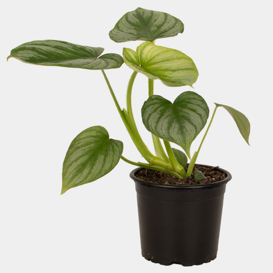 Philodendron Mamei 14 cm Pot Plant