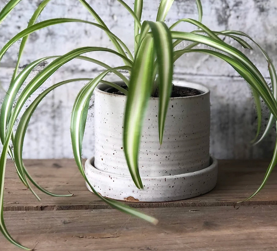 Ceramics Speckled Cream Planter