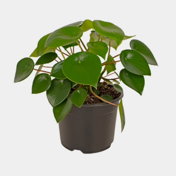 Plants  Peperomia Polybotra  Rain Drop