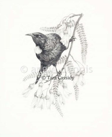 Bird Prints of New Zealand - Tui Kowhai A4